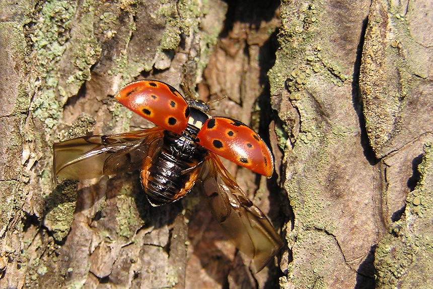 Augenfleckmarienkäfer ND
