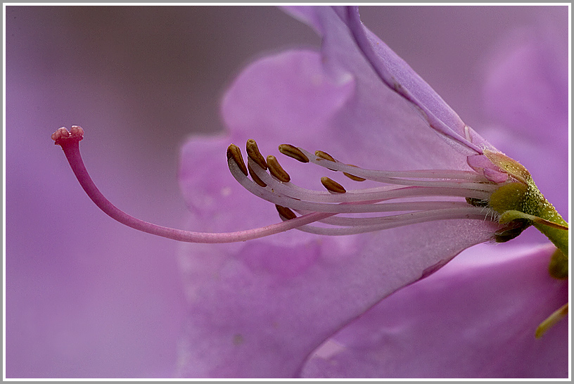 Rhododendron (ich hoffe, ich liege mit der Bestimmung richtig)