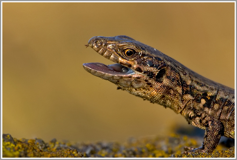 Mauereidechse (Podarcis muralis sp.)