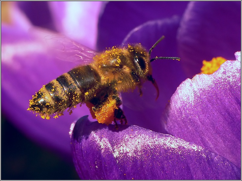 Von Bienchen und Blümchen ND