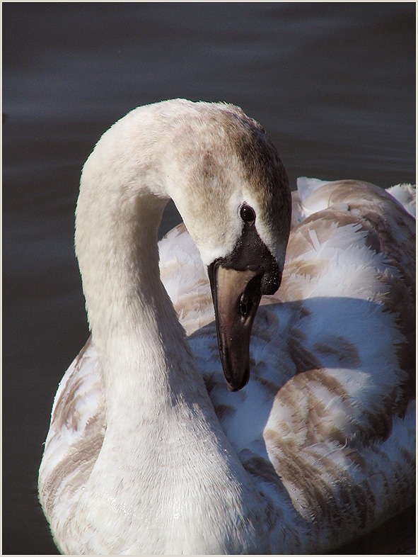 Du lieber Schwan (ND)