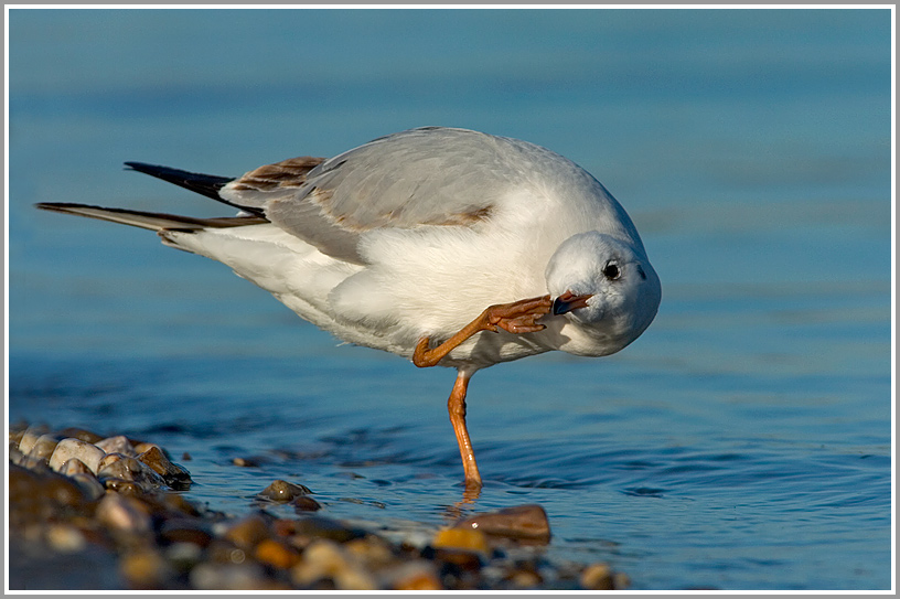 Lachmöwe (Larus ridibundus)