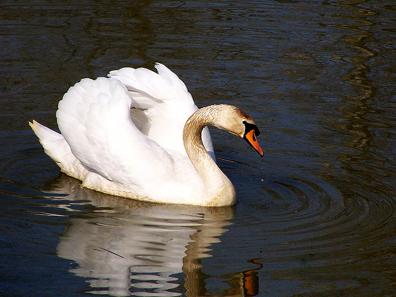 Schwan ND