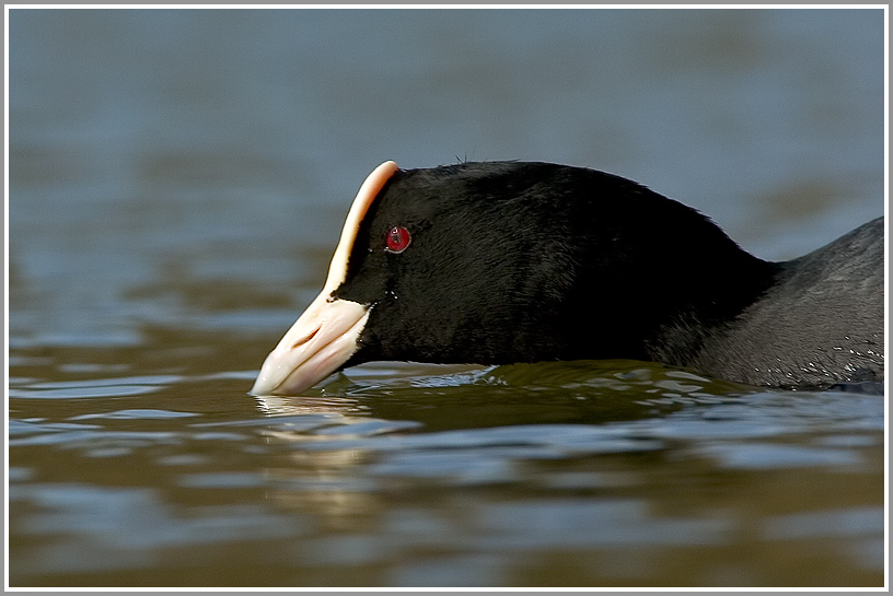 Blässhuhn (Fulica atra)