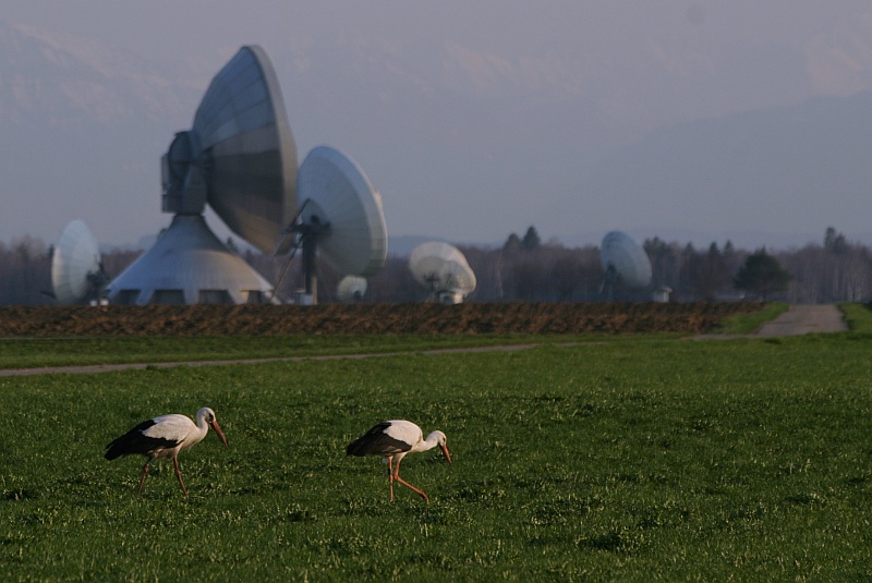 Storch bei Raisting ND