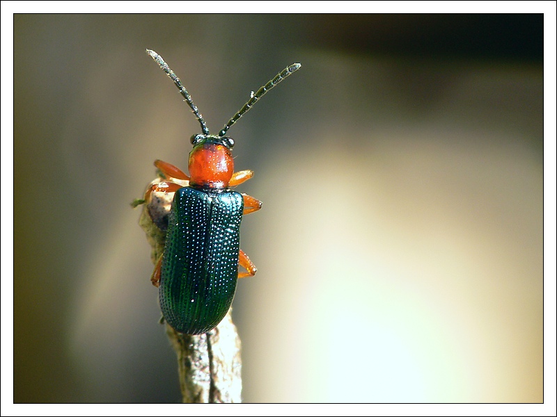 Getreidehähnchen ND