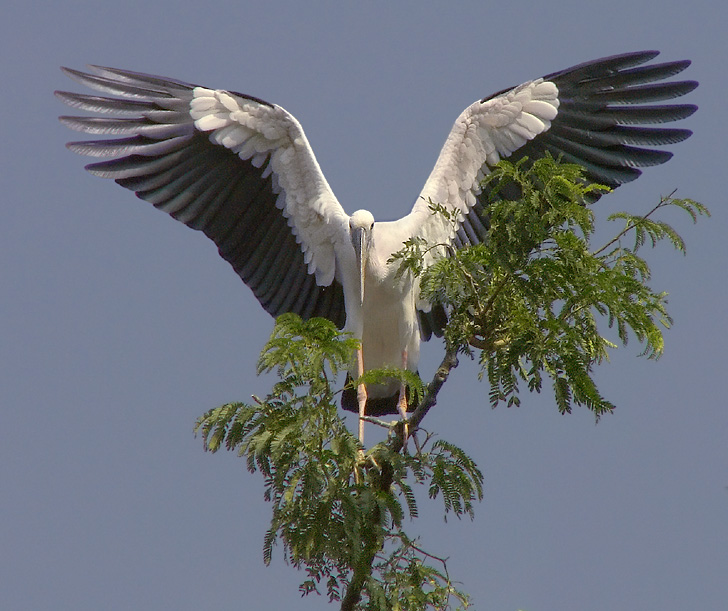 Wappenvogel 2. Versuch