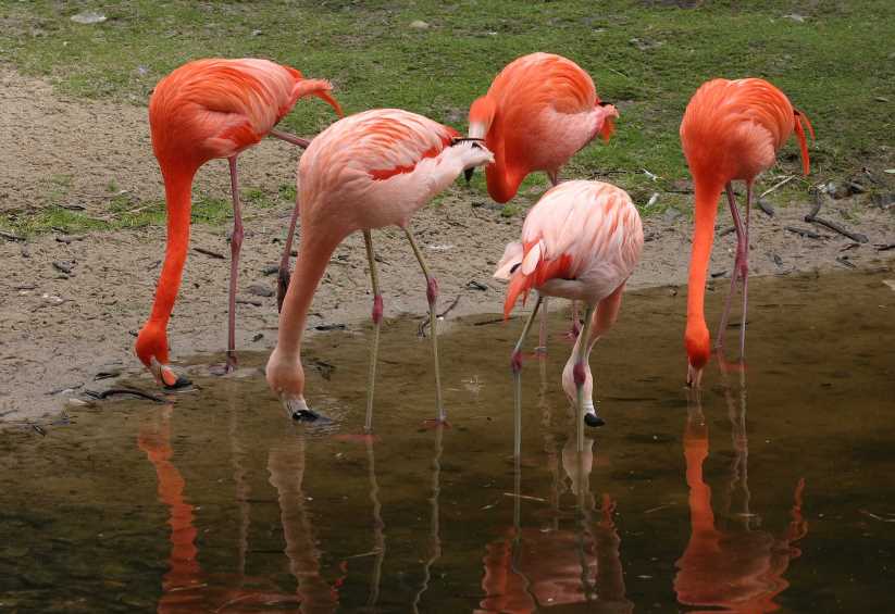 Flamingos in Walsrode