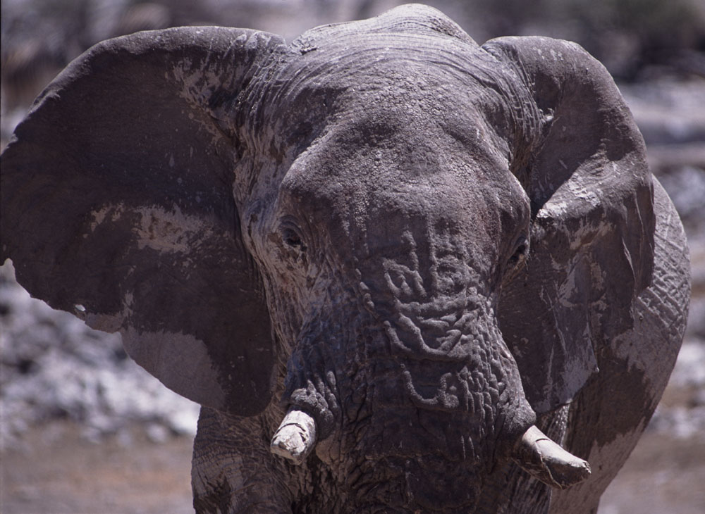 Elefant (Botswana / Savuti) ND