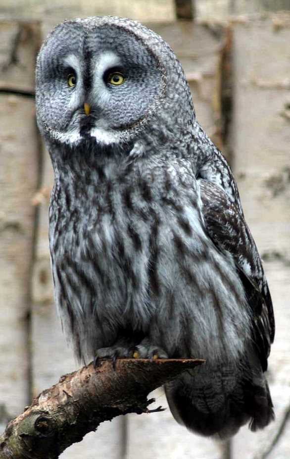 vOGELPARK wALSRODE