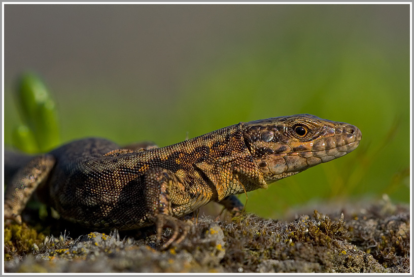 Mauereidechse (Podarcis muralis sp.)