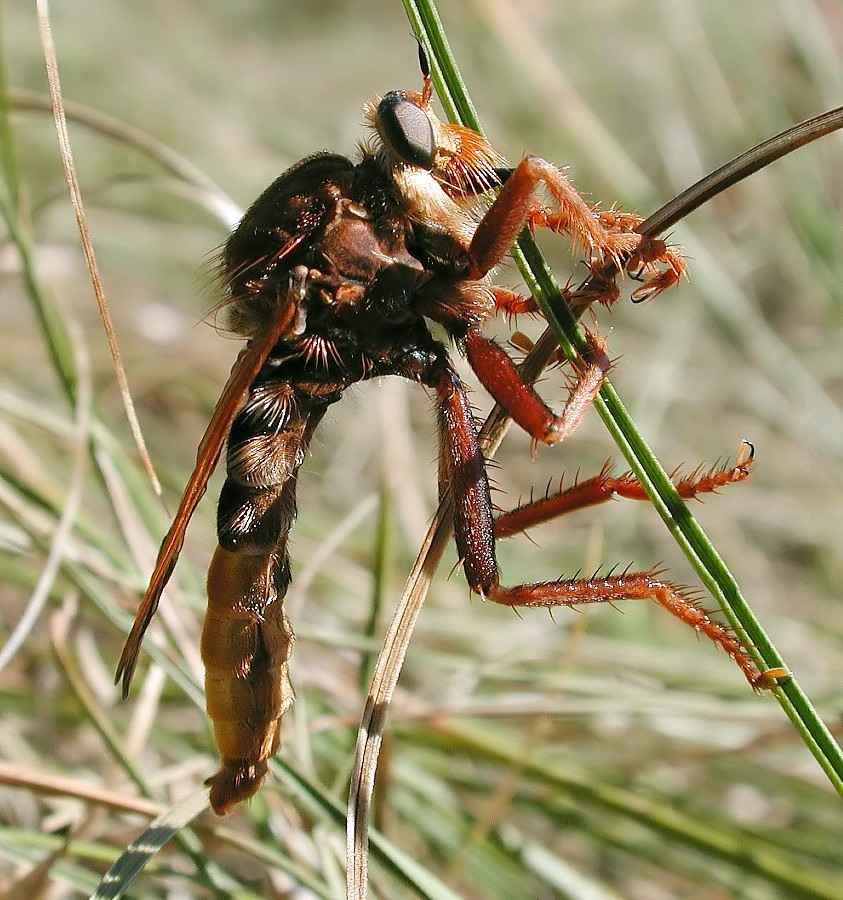 Hornissenjagdfiege - Asilus craboniformis ND