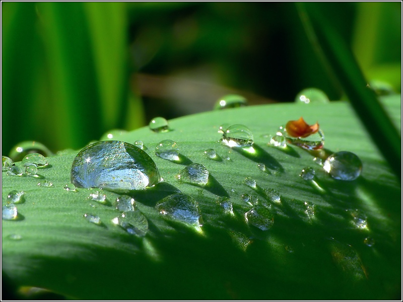 Nach dem Regen ND