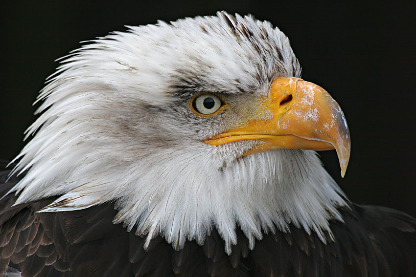 Weisskopfseeadler-Portrait ZO