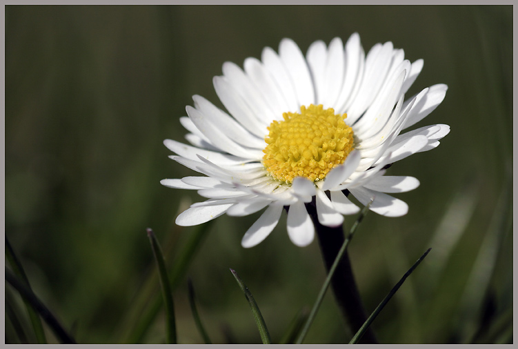 Gänseblümchen ND
