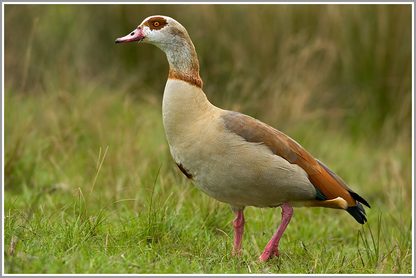 Nilgans (Alopochen aegyptiacus)