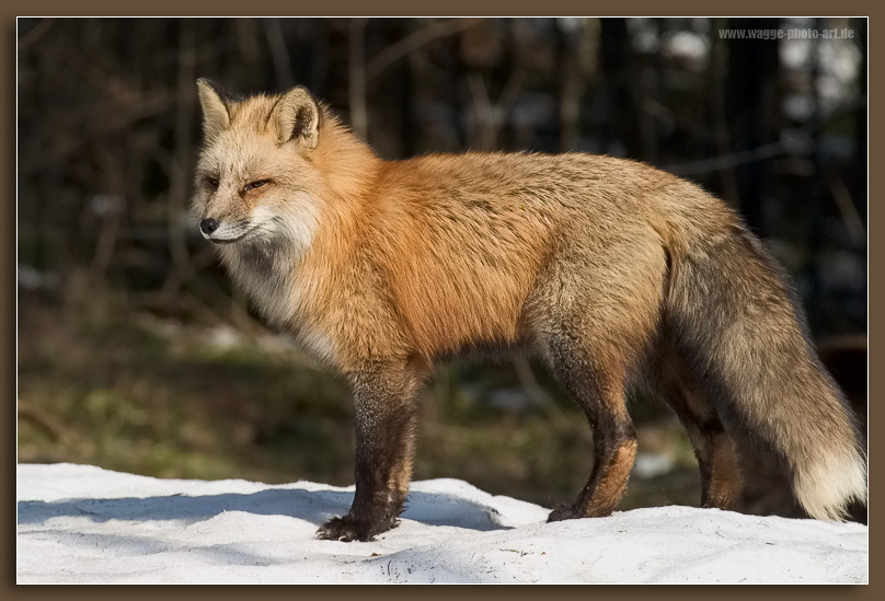 Der Fuchs ZO