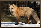 Der Fuchs ZO