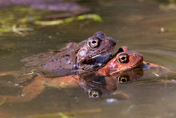 Grasfrosch ND