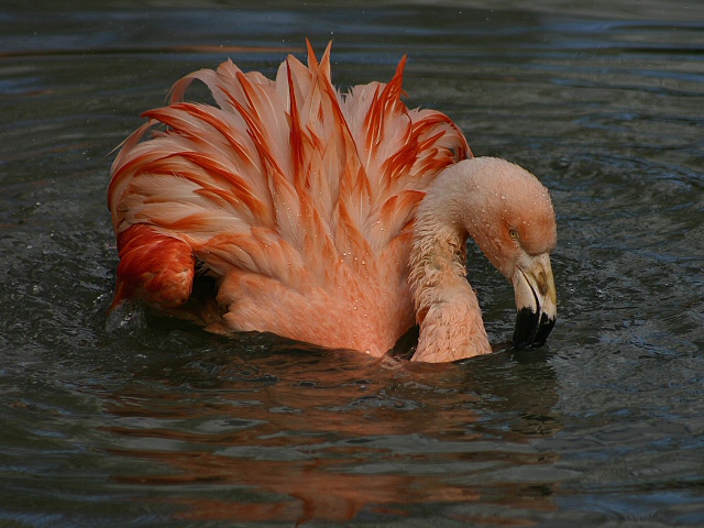 Flamingo ZO