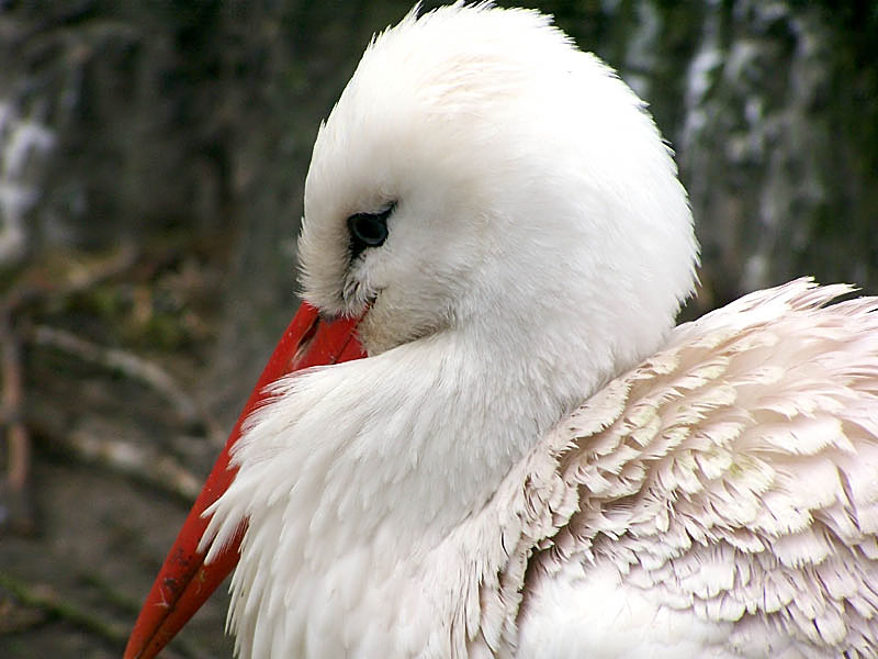 Storch