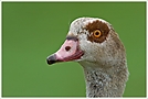 Nilgans (Alopochen aegyptiacus)