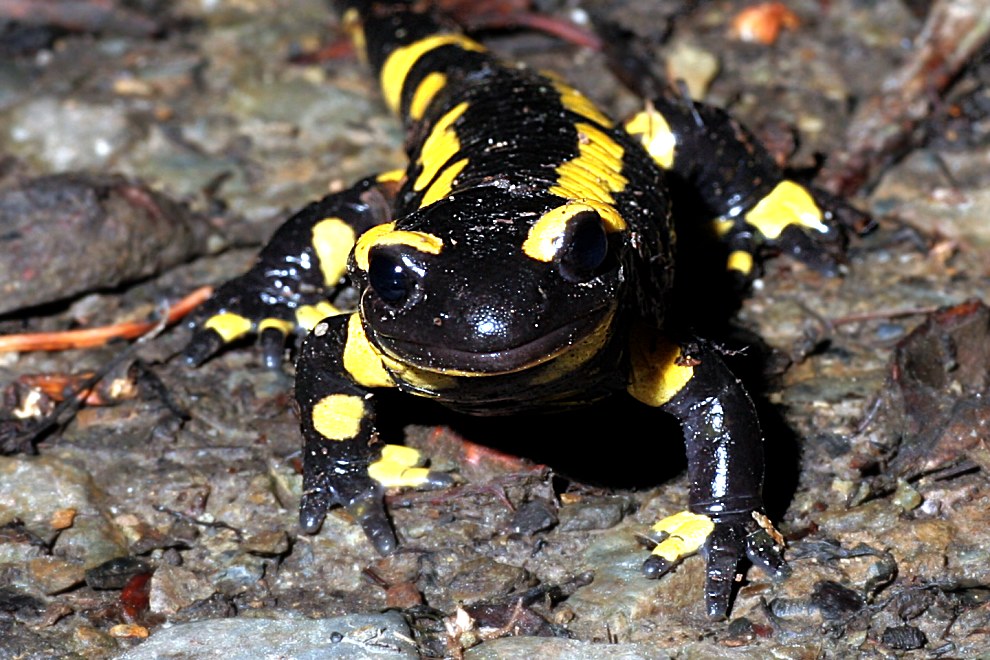 Salamandra salamandra terrestris ND/EBV (reload)