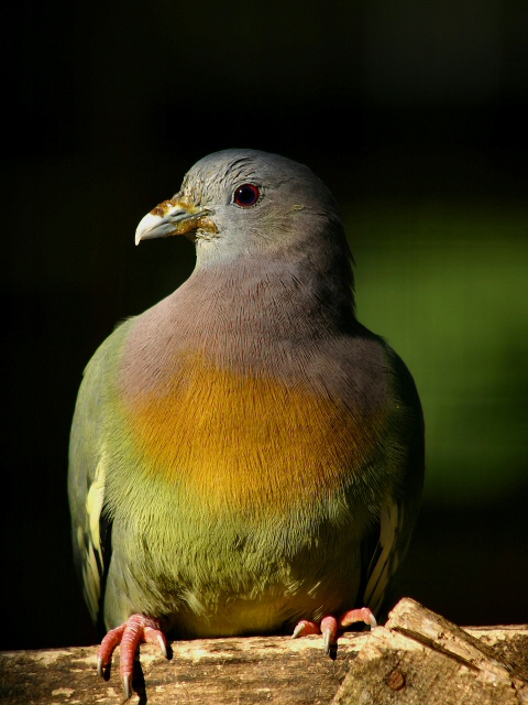 Taube ZO