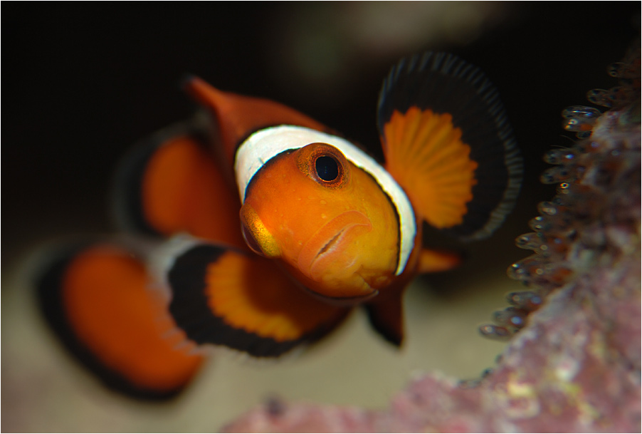 Unsere "Nemos" haben Nachwuchs!