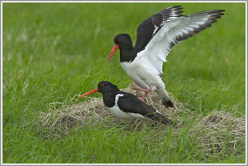 Austernfischer (Haematopus ostralegus), Waagejot, Texel, Niederlande