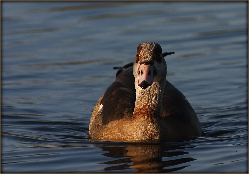Nilgans ND