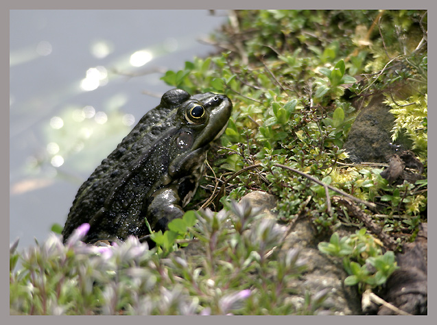 Teichfrosch ND