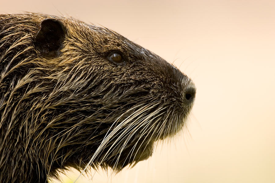 Nutria [KD]