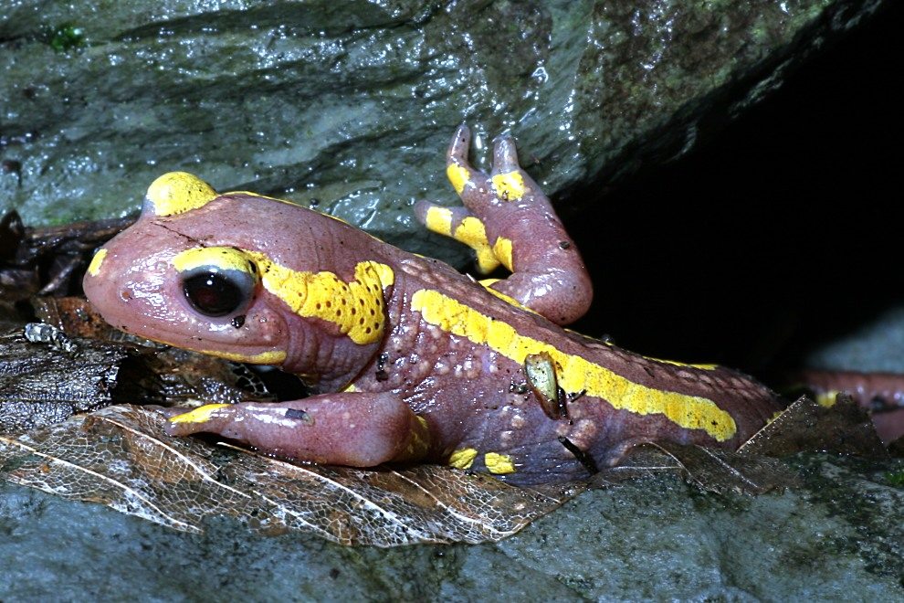 Feuersalamander Albino ND/EBV