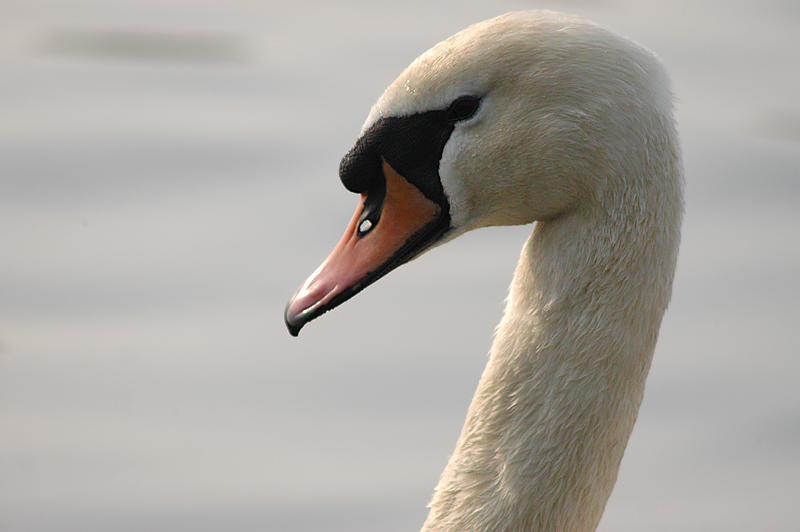Schwan