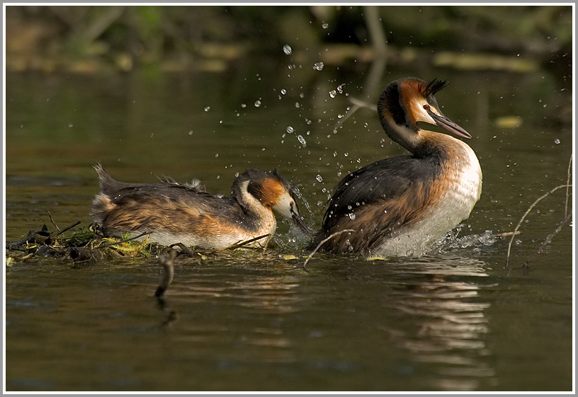 Haubentaucher (Podiceps cristatus)