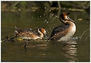 Haubentaucher (Podiceps cristatus)