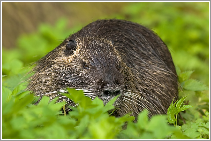 Nutria (Myocastor coypus)