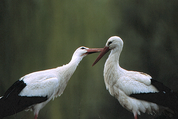 Zuneigung ZO