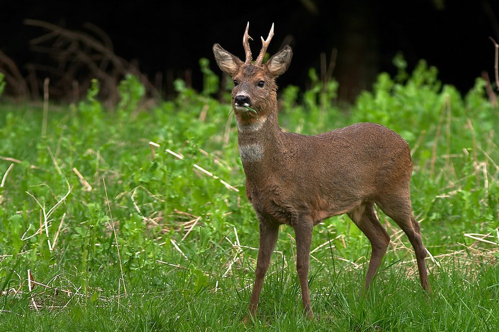 Wildlife - Sechserbock auf Lichtung - ND