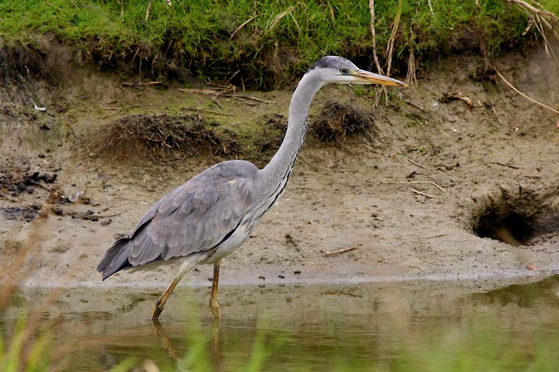 Graureiher, Ardea Cinera   ND