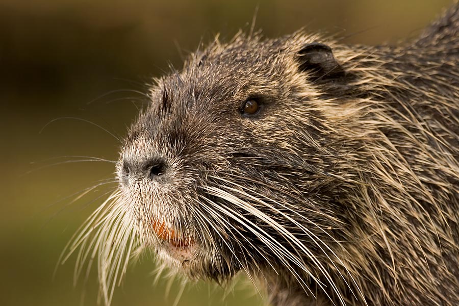 Nutria [KD]