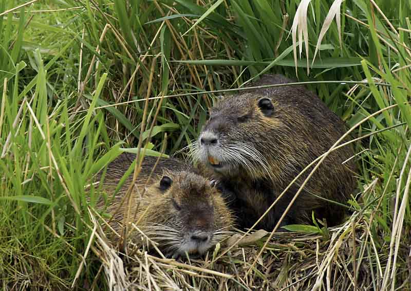 Nutria,  Myocastor coypus  ND