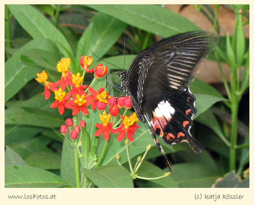 unbekannter Schmetterling ND