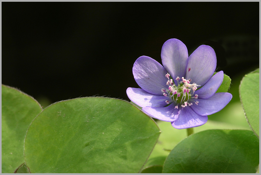 Hepatica nobilis ND