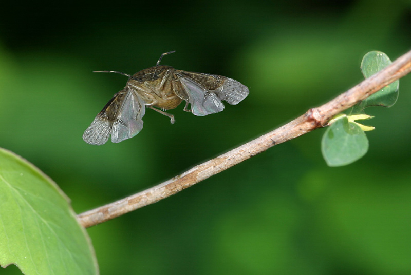 EBV Graue Gartenwanze