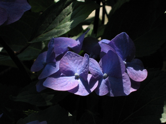 Hortensie