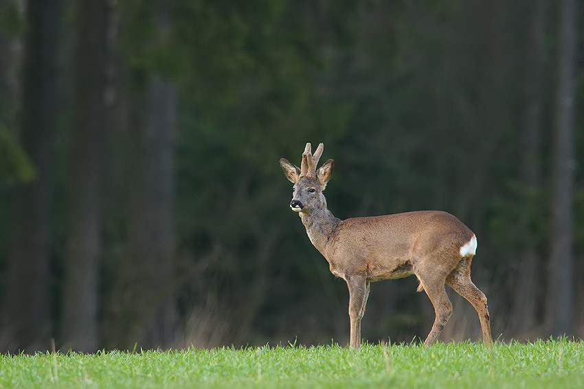 2-3 jähr. Rehbock (Capreolus capreolus)