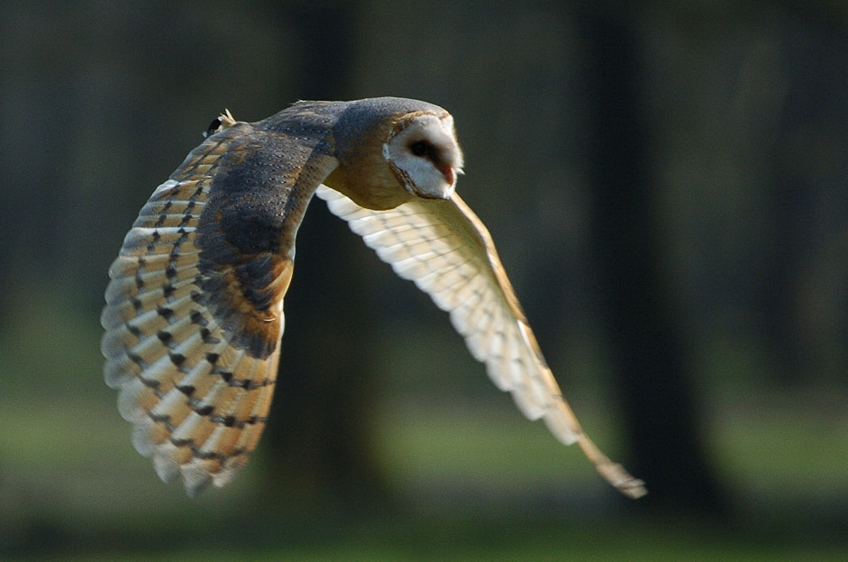 Eule im Flug...ZO