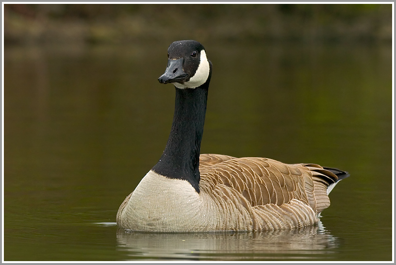 Kanadagans (Branta canadensis)